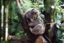 Koala Facts And Photos