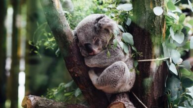 Koala Facts And Photos