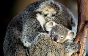 Koala Sleeping With A Baby