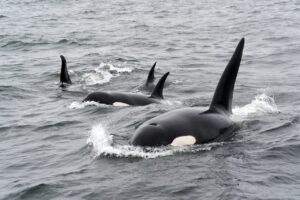Orcas In A Pod Swimming In Monterey Bay
