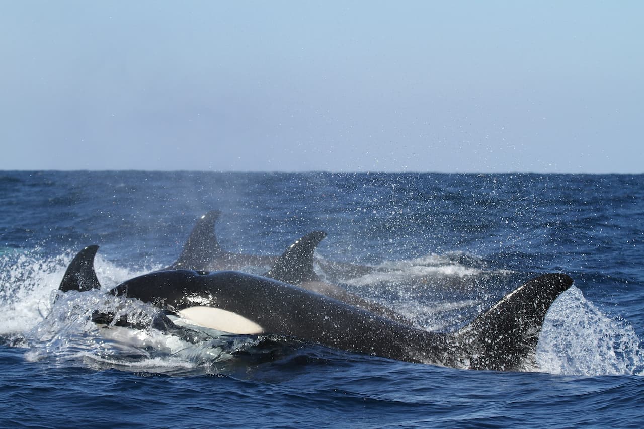 Pod Of Adult Killer Whales