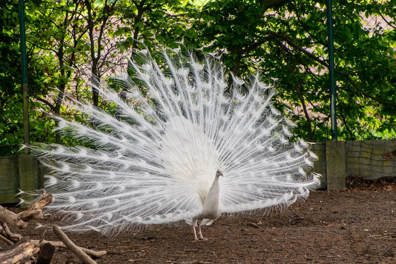 White Albino Peacock