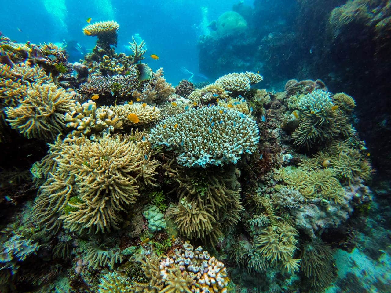 Corals Are Dying on the Great Barrier Reef