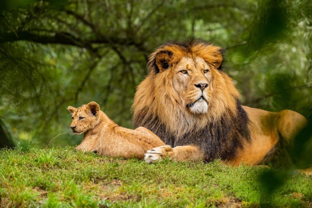 Lion and its cub