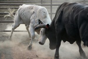 White and black bulls