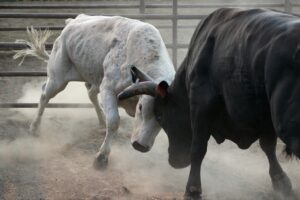 White and black bulls 