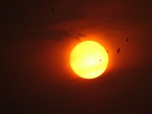 birds flying during sunset