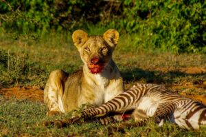 lion eating the zebra