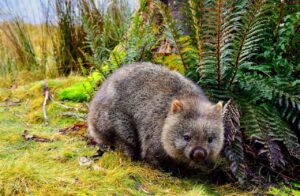 wombat 