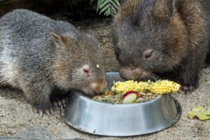 wombat eating corn