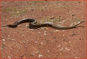 African Rock Python