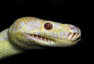 Albino Darwin Carpet Python