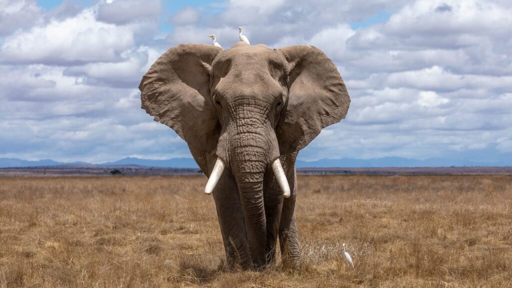 Does An Elephant Have Any Predators? | Geography Scout