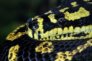 World's Biggest Pythons Jungle Carpet Python