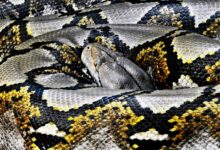 reticulated python curled up