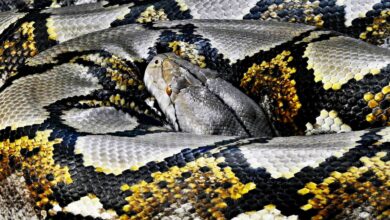 reticulated python curled up