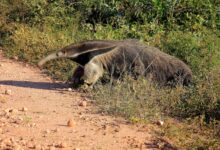 Facts About The Giant Anteater
