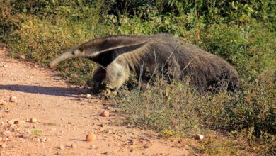 Facts About The Giant Anteater