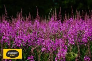 Fireweed Poisonous Plant