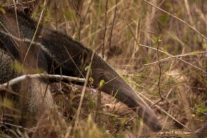 Giant Anteater In The Wild In Brazil