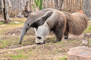 Giant Anteater In a Dallas Zoo