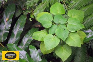 In Australia, Even Our Plants Can Kill You Gympie Gympie Poisonous Plant