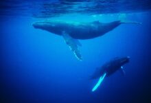 How Do Whales Reproduce And Look After Their Young