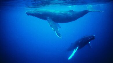 How Do Whales Reproduce And Look After Their Young