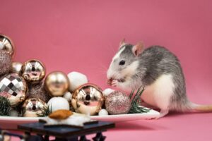 Female Mice With Christmas Decorations