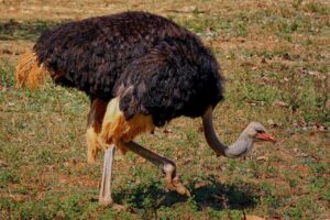 Ostriches Kick With Their Powerful Legs