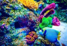 What Is The Government Doing To Protect Coral Reefs And Fish