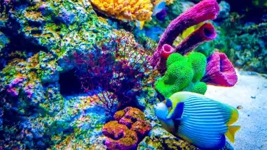 What Is The Government Doing To Protect Coral Reefs And Fish